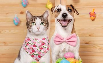 Easter Pet Safety Tips Easter Pet Safety Tips